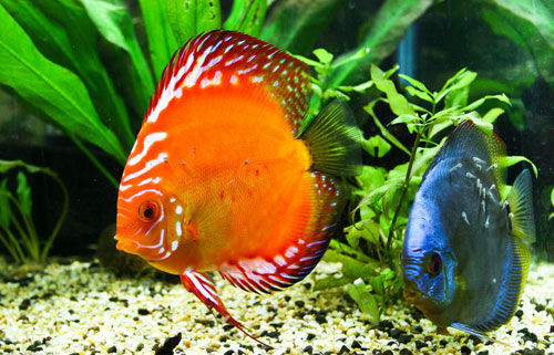 居家養魚風水講究，怎麽養魚招財運？